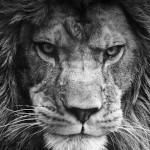 TAMPA LEO LION