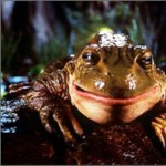 budwsfrog