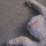 kittykat222