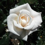YourLittleThorn