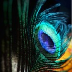 Samira_Anatoss