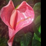 Rosethetreenymph