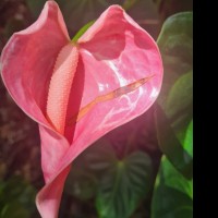 Rosethetreenymph