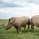 TheWhiteRhino120