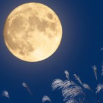 moonlight xxx