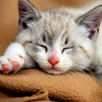 kittenprincessxoxo