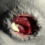 BBW Anal Slave