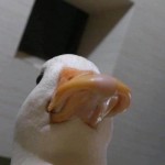 marmelee