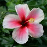 PinayMaui