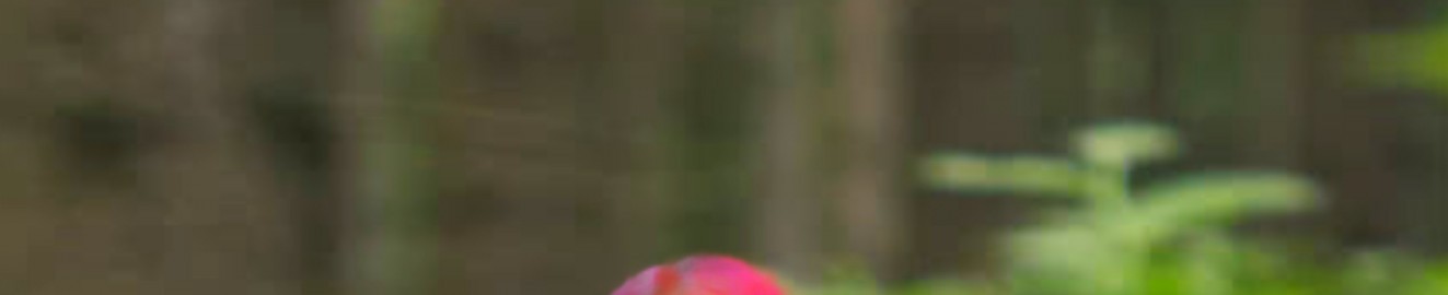 Millieseet