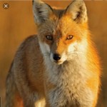 Fox Hungwell