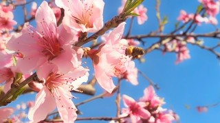 Межрасовое ограбление гей-пыльцы становится грубым
