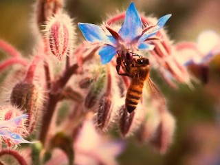 REIFE NATUR WIRD VON ARBEITERBIENE GEPFLÜGT