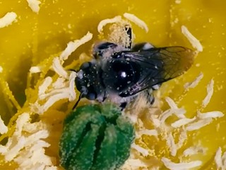 Pollen Squirter Gets Raided by Exotic Explorer
