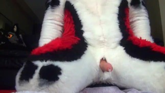 Husky Fursuit Ejaculation
