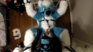 Subby Husky Murrsuiter zostaje przypięty