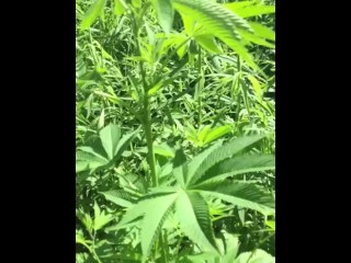 My Plants