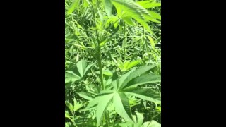 My  plants