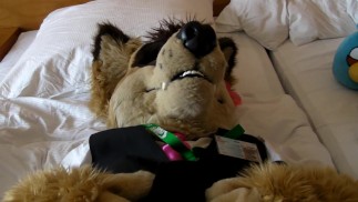 Já mám na sobě Pakyto a nechávám si honí od majitele fursuitu
