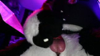 Cane poliziotto Sborrata