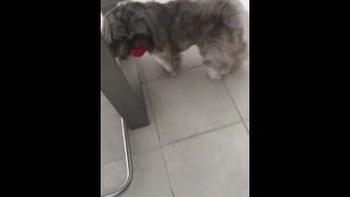 Puppy likes to chase balls