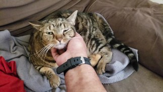 Gordura Pussy Cat é esfregada e animal de estimação 