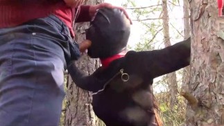 Outdoor-Sex im Wald. In sexy Klamotten und High Heels, gefesselt, gekehlt und gefickt