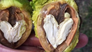REBENTANDO NOZES COM MEUS PÉS - MANLYFOOT - FLIP FLOP LIFE - VISITE UMA VINÍCOLA AUSTRALIANA ep 2 🍇 🦶