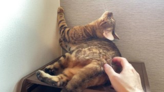 Kitty schmilzt mit ihren Spielsachen ... Es fühlt sich so gut an, es lässt alles los.