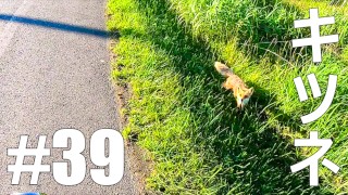 [Dookoła Japonii CZĘŚĆ 39] Linia Lisa Olorona [MotoVlog]