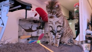 Kitty Kinky aime jouer avec des jouets ... Joue si fort que le canapé se casse.
