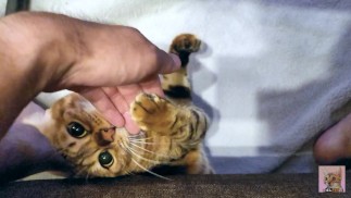 Spelen met een kitten dat vastzit onder de bank... Het vastzittende katje is aan jou overgeleverd.