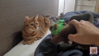 Poesje speelt met speelgoed in bed. Zo hard spelen dat het bed doorweekt is.