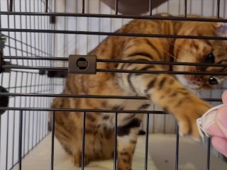 Een Kitten Dat Je Snoepjes Wil En Hard Probeert Te Likken .... Ik Kan Helemaal in Je Mond Kijken!