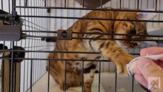 Een kitten dat je snoepjes wil en hard probeert te likken .... Ik kan helemaal in je mond kijken!