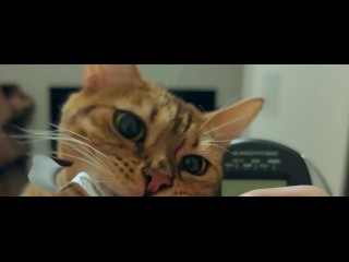 Kitten Nodigt Je Uit Om Met Haar Mee Te Doen Als Ze Aan Het Trainen is in De Sportschool ...........