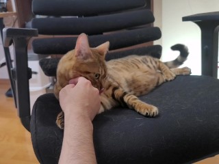 Kitten Houdt Ervan Je Te Bijten... Het Grijpt Je En Laat Je Niet Meer Los.
