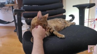 Kitten houdt ervan je te bijten... Het grijpt je en laat je niet meer los.