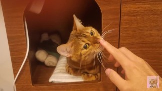 Spelen in de slaapkamer van het katje... Wil je dat je kitten je voorzichtig likt?