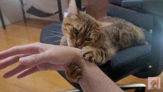 Als je het kitten aait, zal het je in ruil daarvoor verzorgen... Bijten doet pijn.