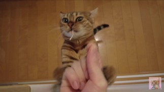 Kittens zullen op je springen voor je traktaties...