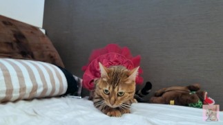 Een poesje in een sexy jurkje staart je aan op je bed... Een romantische nacht begint.