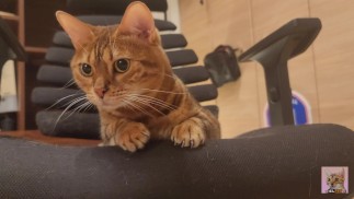 Kitten Speelgoed Beoordelingen. Hier is een speeltje dat je zal doen springen van enthousiasme...