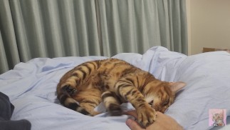 Een harig poesje nodigt je 's nachts uit in bed ... . Ik wil tijd met je doorbrengen.
