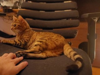 Kijken Naar Schattige Katjes... Met Kittens Spelen in De Ochtend Zorgt Ervoor Dat Ik Niet Naar Mijn