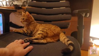 Kijken naar schattige katjes... Met kittens spelen in de ochtend zorgt ervoor dat ik niet naar mijn