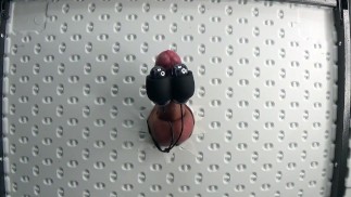 FEMDOM DOJICÍ STŮL STŘÍKÁNÍ LEMOVÁNÍ S VIBRÁTOREM - JAK DLOUHO VYDRŽÍM?