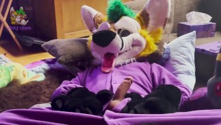 Fursuiter w kigu masturbuje się