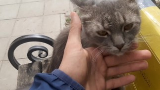 Meu amigo