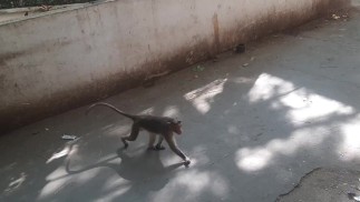 Escalador de macacos